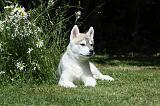 SIBERIAN HUSKY 363